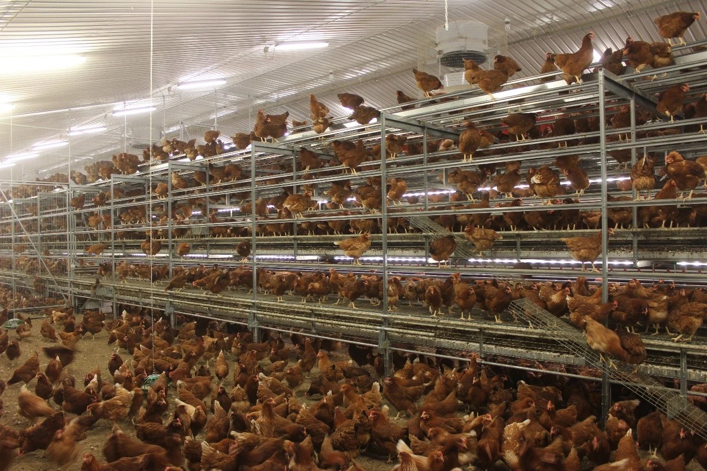 Switching to cage free poultry farming history and welfare